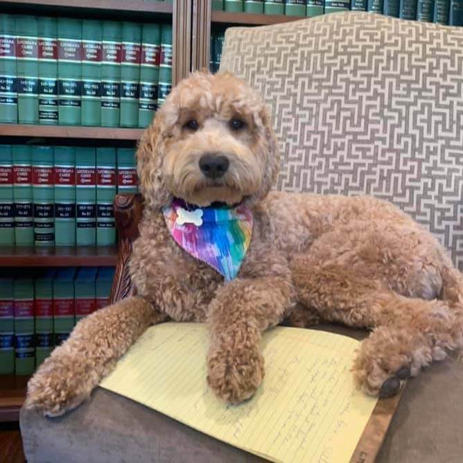 Louie, Attorney at Paw